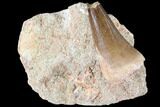 Bargain, Mosasaur (Prognathodon) Tooth In Rock #85655-1